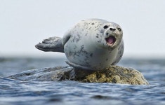 ‘귀엽네’ 바위 위에서 요가하는 물개