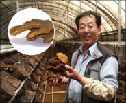 그가 상황버섯을 반값에 파는 까닭
