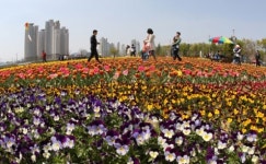 하수처리장 일대가 화사한 꽃밭됐어요
