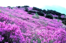 제9회 천성산 철쭉제 오는 11일 개최