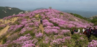 하늘정원 황매산이 진분홍 철쭉으로 온통 붉게 물들고 있다