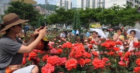 5월 이곡분수공원의 장미