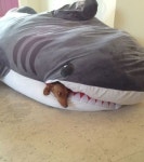 상어에게 물린 강아지, 엄청 편해보여…왜?