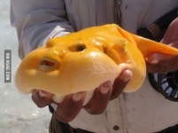 사람 같이 생긴 복어… 어디서 본듯한 얼굴인데