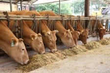 께름칙하지만… 복제 소 식탁 오르는 날 올까