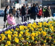 [포토에세이] 꽃샘추위… 봄이 움찔