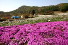 울긋불긋 봄꽃 향연 농촌체험 떠나요