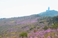 달성군 대표 축제 비슬산 참꽃문화제 개최
