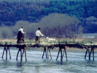 영월 주천 감자꽃 축제 가볼까
