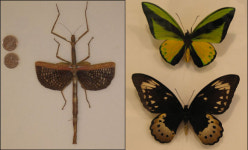 [떠나보자, 현장 체험 학습] 나비야 놀자 박물관