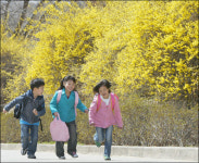 개나리 물결치는 봄 길