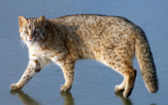 삵 주남저수지서 발견