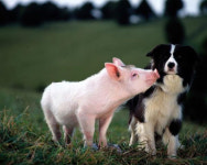 설 연휴 볼 만한 TV 프로