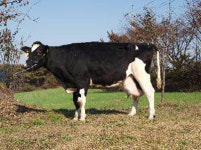 국내 최고 기록 슈퍼젖소 탄생