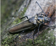 천연기념물 장수하늘소 인공 번식 국내 첫 성공