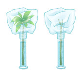 [재미있는 환경 실험실] 식물의 증산 작용