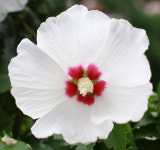 나라꽃 무궁화 얼마나 아세요?