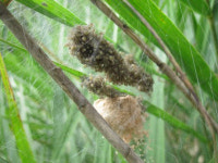 [비둘기기자 새소식] 원예 동아리, 도시 농업 스쿨팜 수업 참여 外