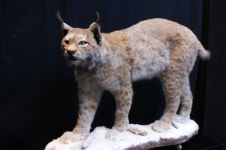 [문화 광장] 화제의 공연 모차르트 오페라 시즌