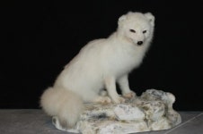 [문화 광장] 화제의 공연 모차르트 오페라 시즌