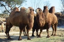 [에버랜드 NEW 사파리 LOST VALLEY 동물 사랑 퀴즈] 4월 5일