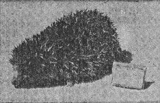 [기사로 본 어린이 문화 반세기] 파리 잡기 운동… 문구점 외상 장부… 그 시절 그 사건… 정말인가요?