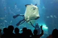 수족관·동물원, 다 있네!