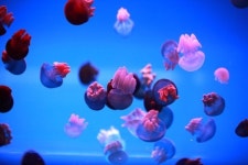 수족관·동물원, 다 있네!