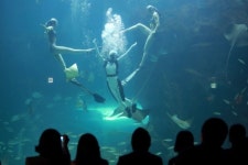 수족관·동물원, 다 있네!