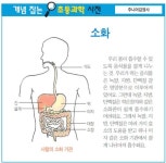 [개념 잡는 초등과학 사전] 소화