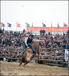 牛~와~우리 누렁이가 최고라 카이!