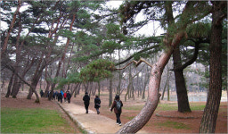 [여행] 남양주 홍유릉 春色에 젖어 역사를 만나다