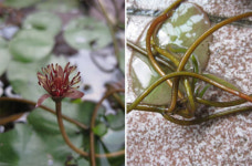 순따서 국 끓여 먹으면 별식 중 별식