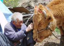 해운대와 워낭소리, 한국영화에 무엇을 남겼나