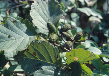 때 이른 꽃이 봄을 재촉하네