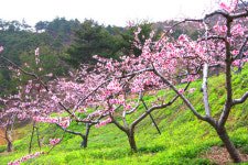 다채로운 봄꽃이 반기는 복사꽃마을