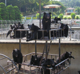 추석연휴 곰들의 초대