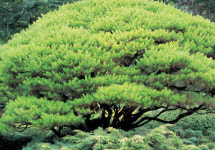 자연의 아름다움으로 사랑받는 조경수