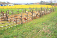 고창 청보리밭, 초록물결 바람과 춤추다