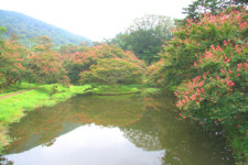 명옥헌 원림, 100일 붉은 향연 펼치다
