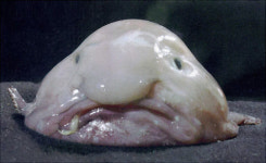 The ugliest animals in the world