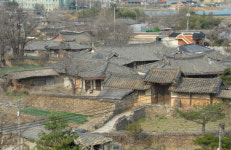 Damyang’s metasequoias rooted in history