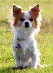 Stand back--I’m a (Chihuahua) police dog
