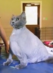 버려진 거대 비만 고양이 모습... 충격