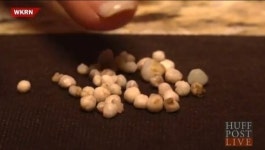 레스토랑서 굴 먹다가 진주 51개 ‘득템’