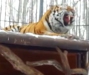 호랑이 우리에 산채로 던져진 염소… 운명은?