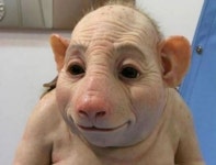 ‘저팔계야?’ 충격적 비주얼 돼지인간 ‘끔찍’