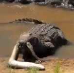 장어먹는 악어