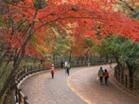 [Neighborhood Trails] Nature walk atop Namsan in heart of Seoul