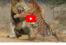 (영상) 1대3 사자 떼에 밀리던 호랑이의 극장골